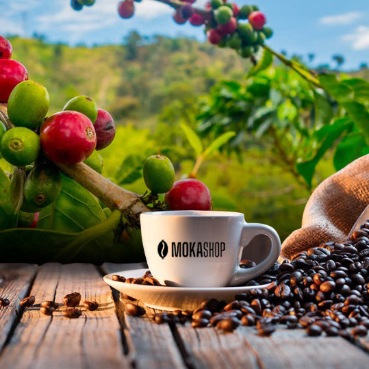 Comodato d'uso Acquisto Macchine da caffè professionali per l'ufficio Canton Ticino